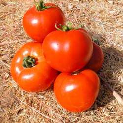 tomate fandango hybride f1